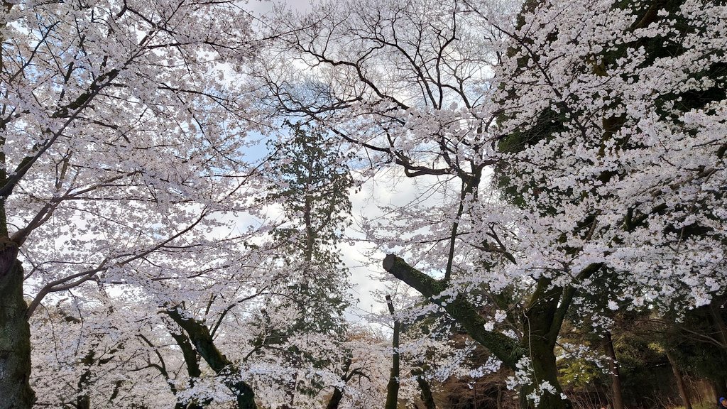 おおば＠🌒　ボンレスはむ tweet media