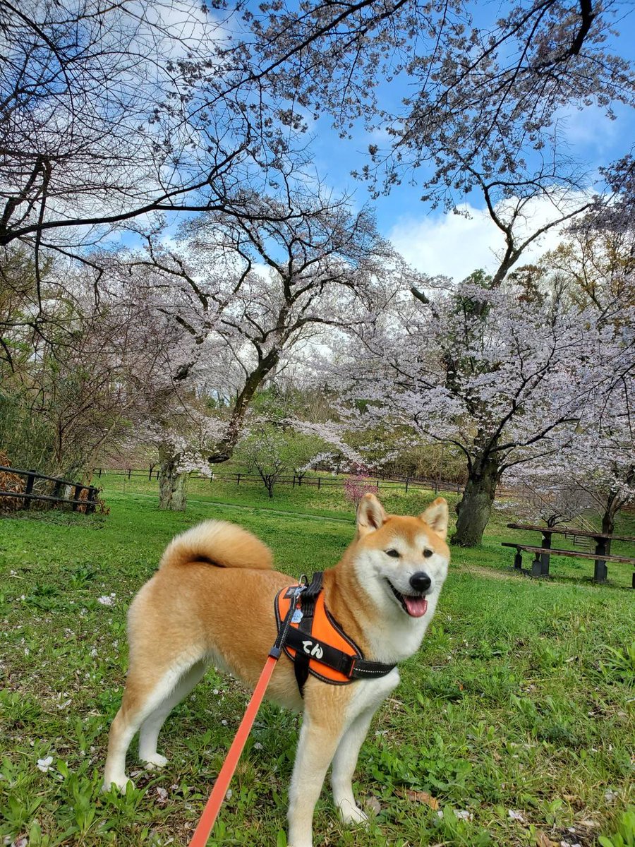 𓃰 𝕣𝕒𝕟 𓃰 フィルムで廃墟 tweet media