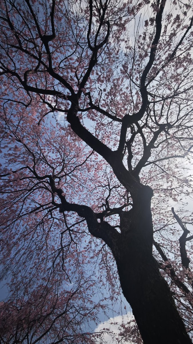 ろぼこーん tweet media