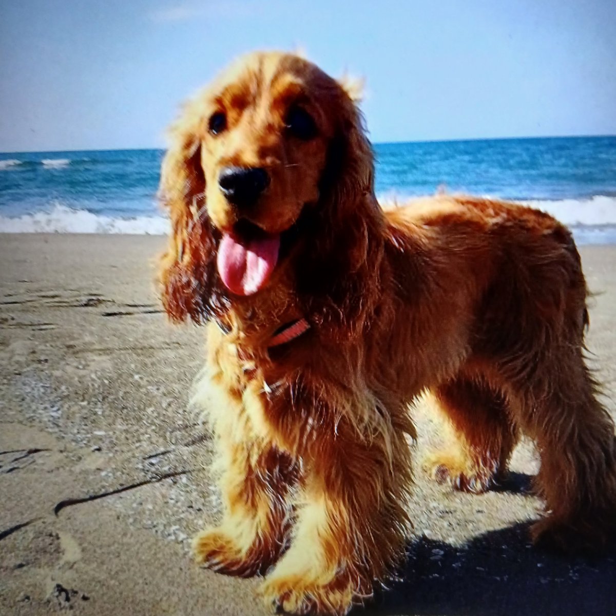 Voor iedereen een mooie zaterdag ☕🌷🥀💐🐕🐾🍀 👋