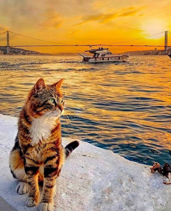 İsmett Zerenn tweet media