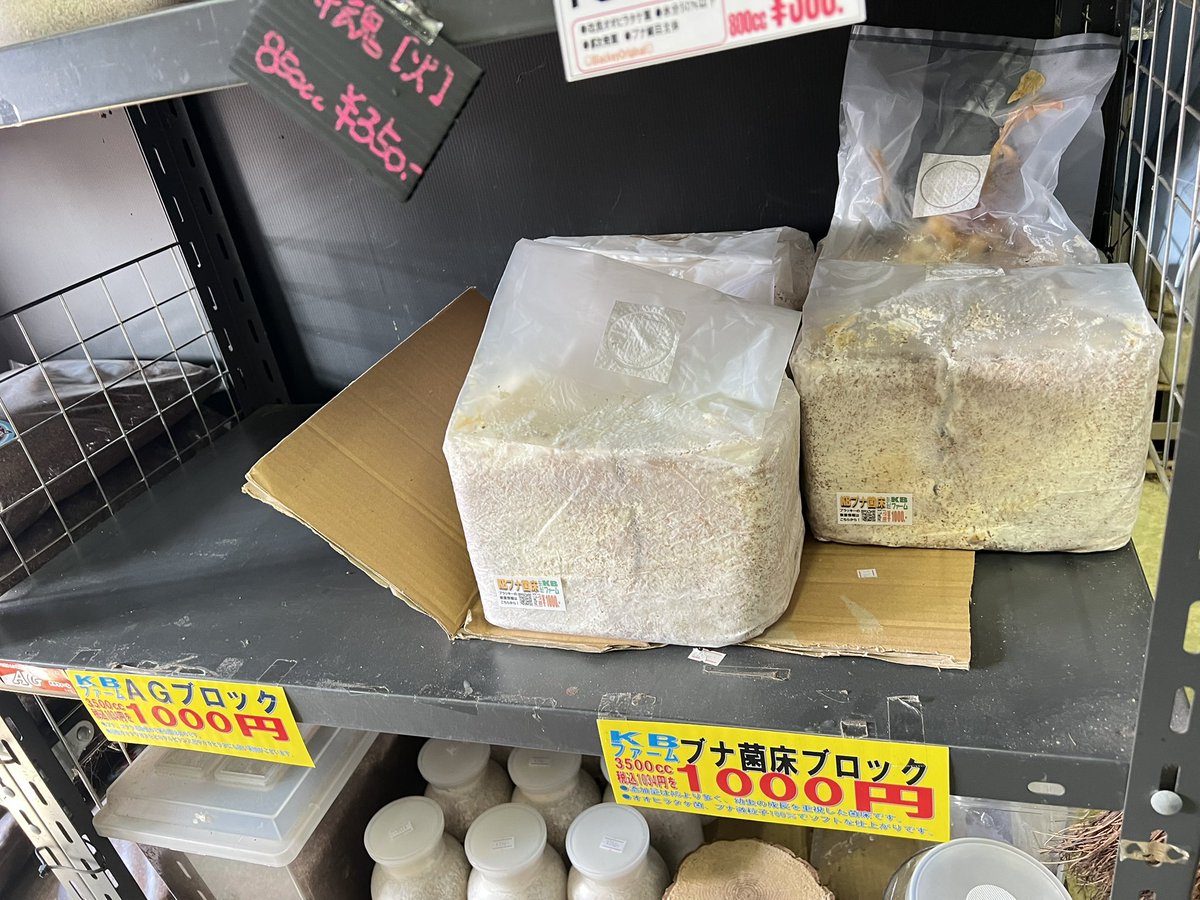 ブラッキー　クワカブ専門店 tweet media