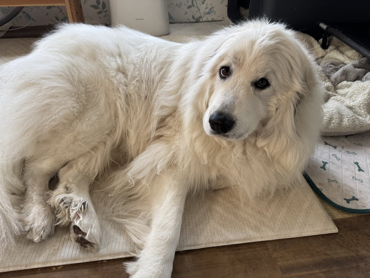 セレネちゃん日記 tweet media