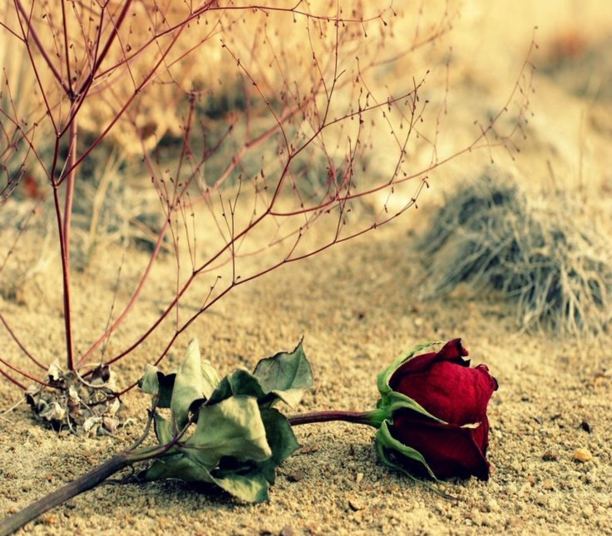 Star dust 🦋💫 tweet media