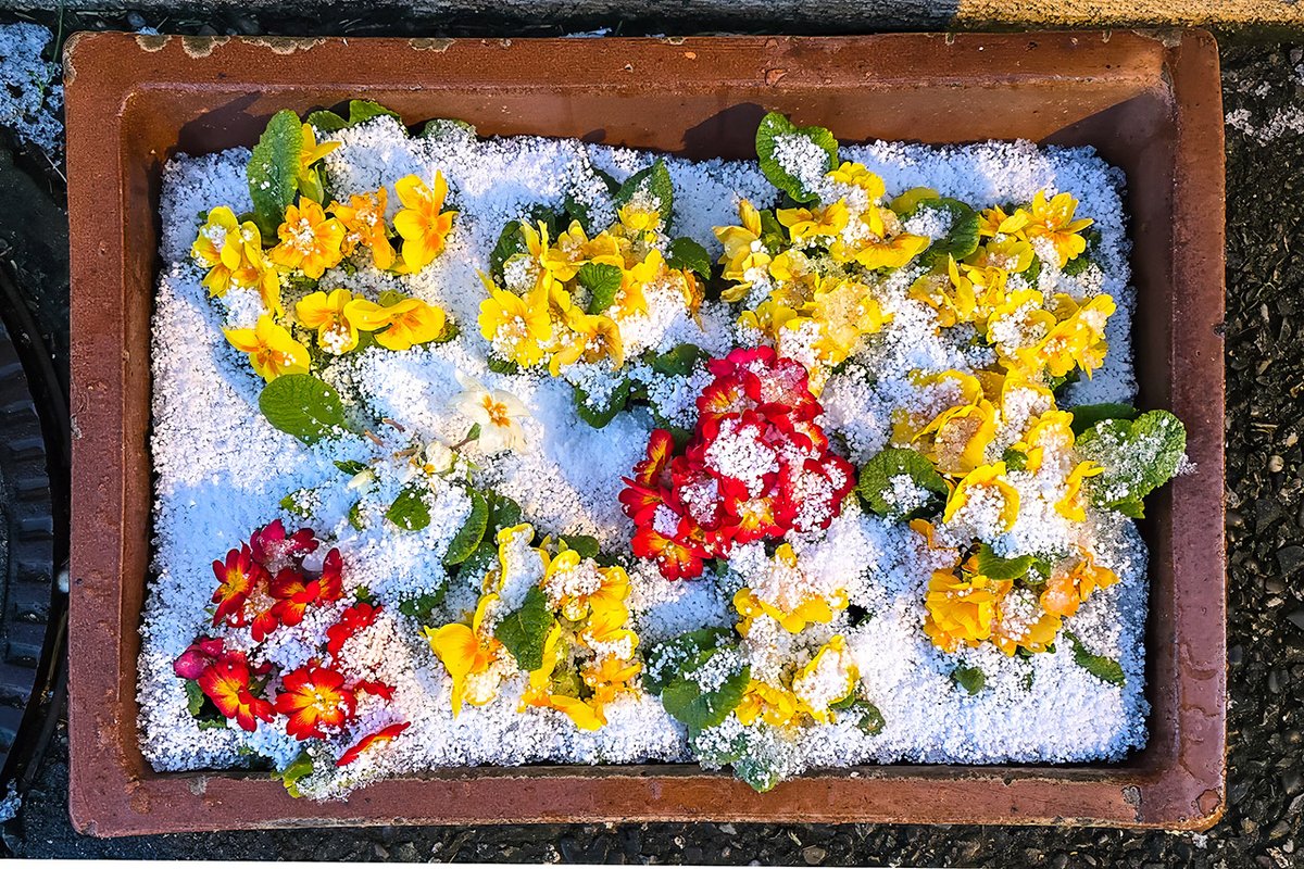 Joerg_Niederer's tweet image. Der Winter feiert ein kurzes Revival. Granulat-Schnee liegt im Blumentopf und kühlt die Blüten der Primeln. Es ist kalt. Doch der Frühling lässt sich nicht mehr vertreiben.
nichtnurnatur.blogspot.com/2026/03/so-sie…
#NichtNurNatur #NNN #Methodisten #Primel #Schnee #Wintereinbruch #Frühling #Kalt