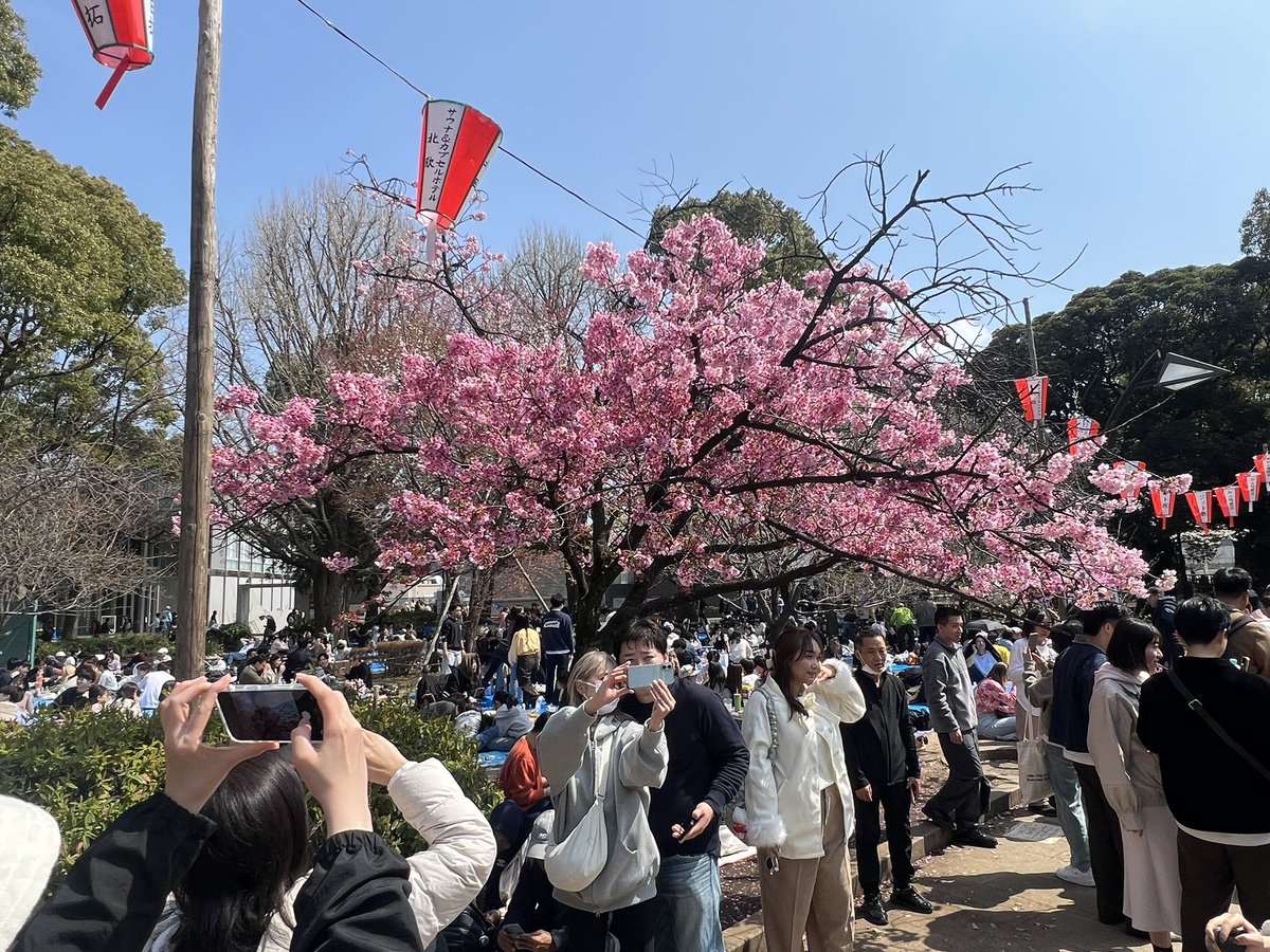 U_Sam92's tweet photo. 上野に花見に来たニート https://t.co/fKqTU08VHg