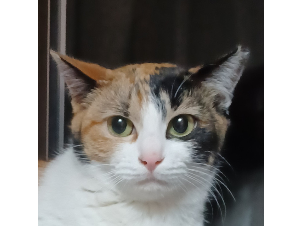 【ネコジルシ】迷い猫情報 tweet media