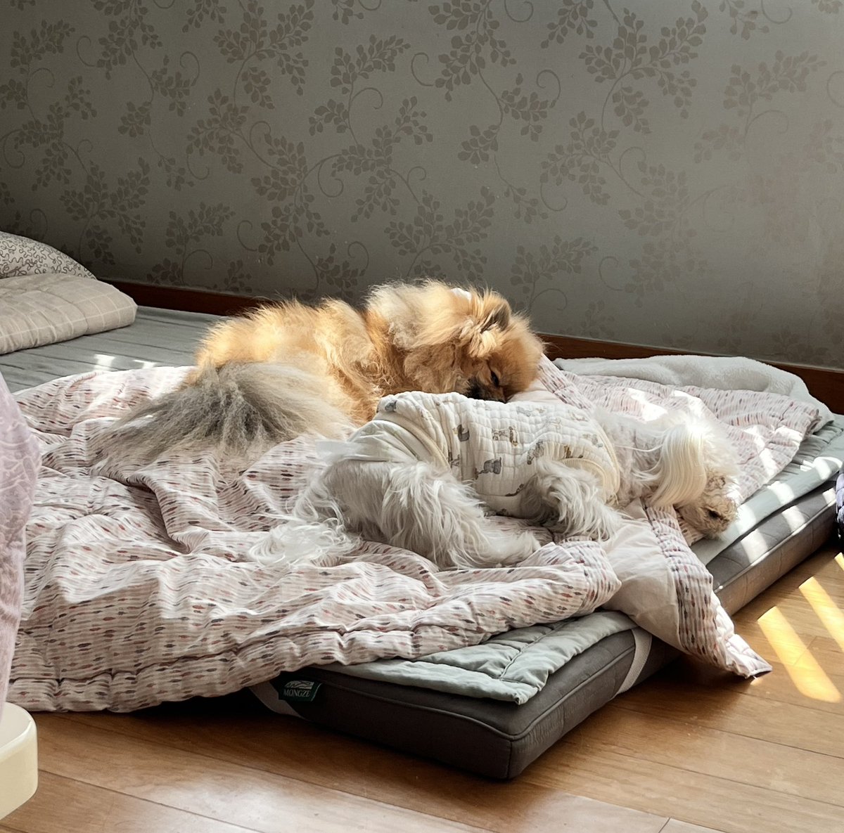 조도매 tweet media