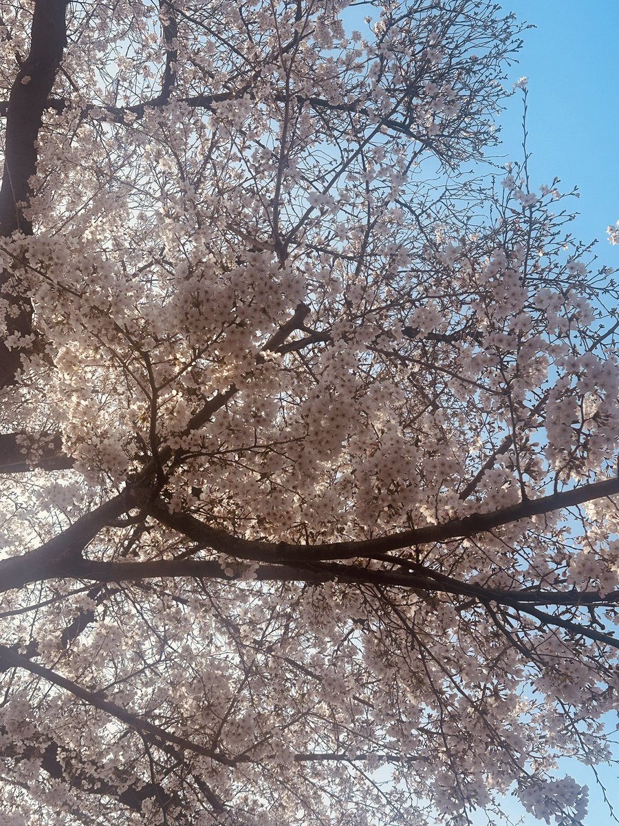 小野 梨奈｜有機還元葬nanowa tweet media