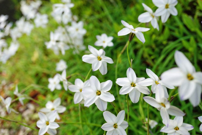 恋鞠堂 tweet media