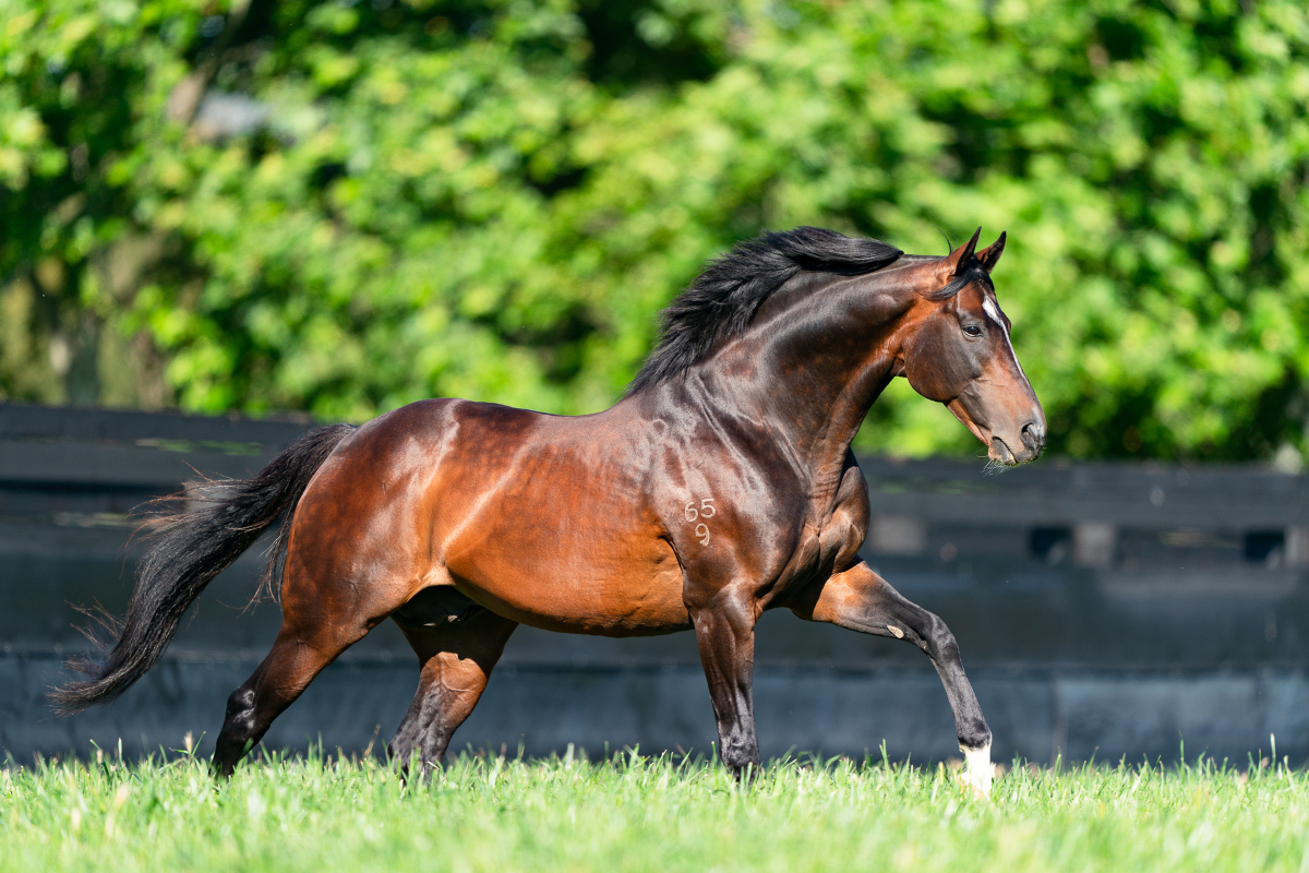 Arrowfield Stud tweet media