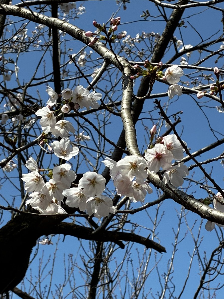 斧塚リント🕊📚鳥が好きなVTuber tweet media