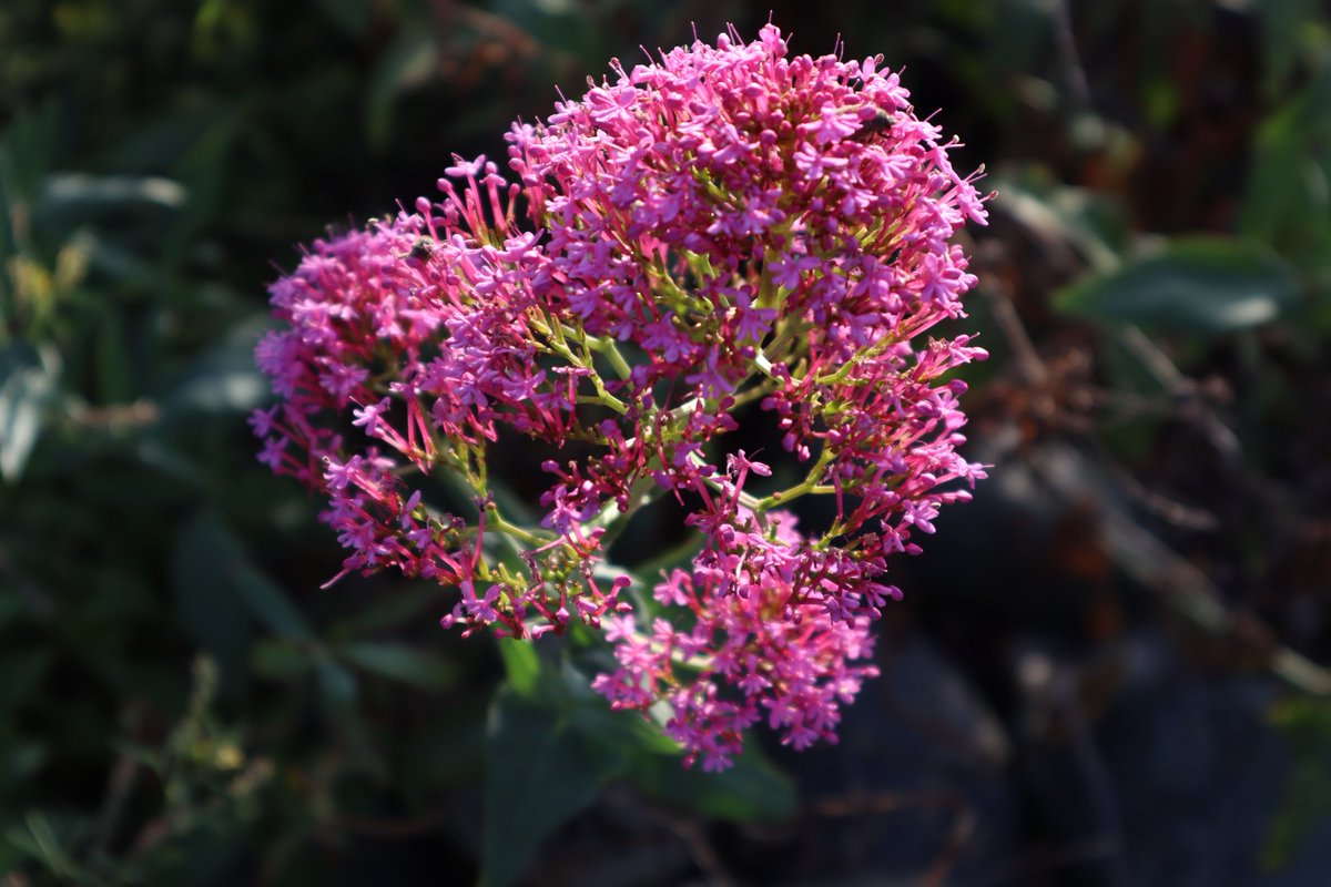 Osheawott tweet media