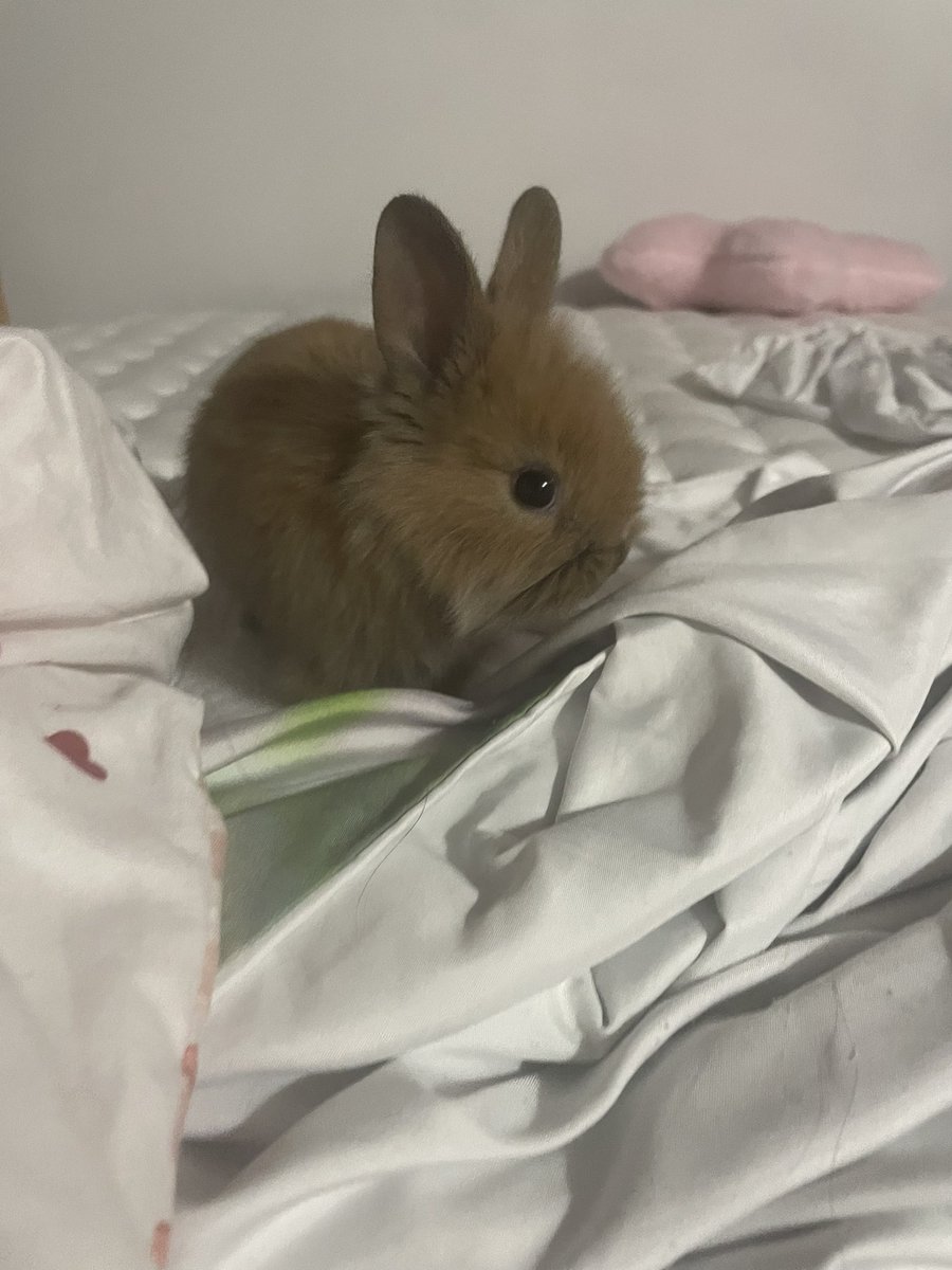 nora❤️‍🩹🐈‍⬛ tweet media