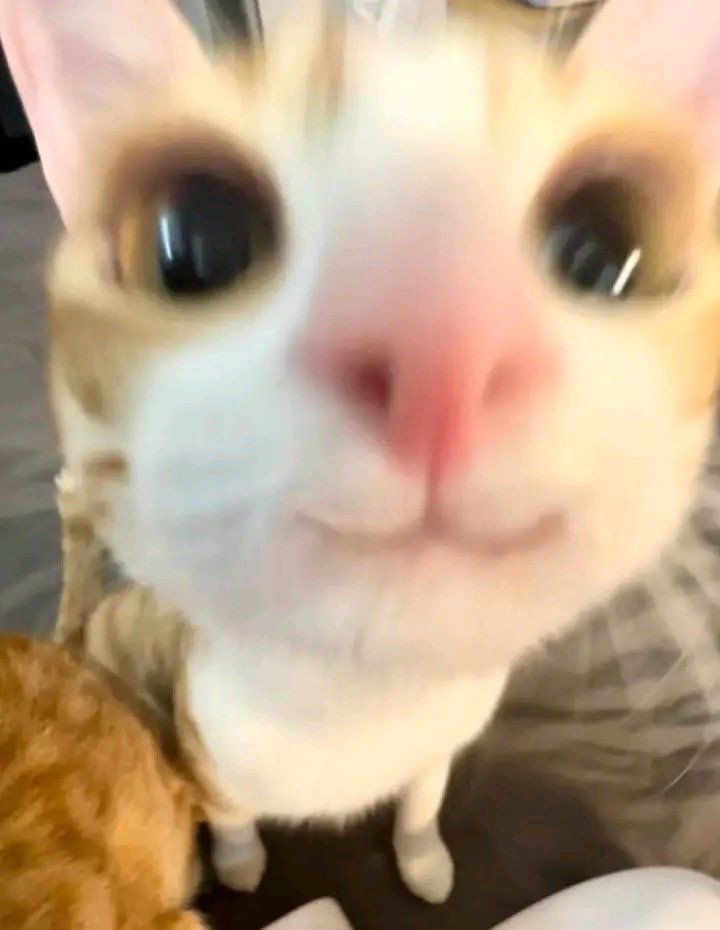 완죠니 해삐캣ㅋㅋ