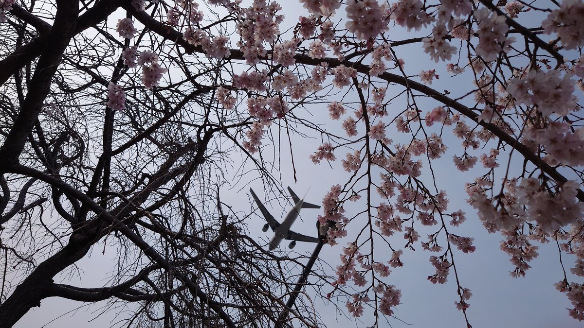 花見と飛行機