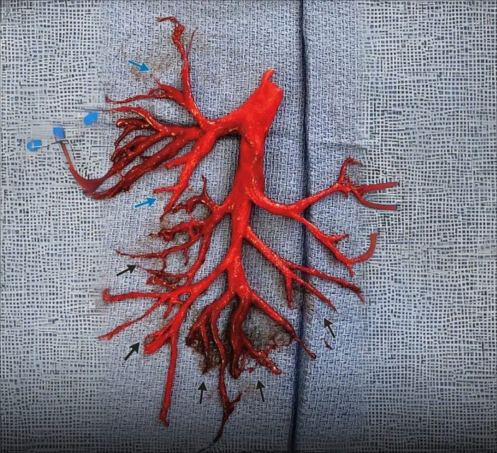 dr. Adam Prabata tweet media