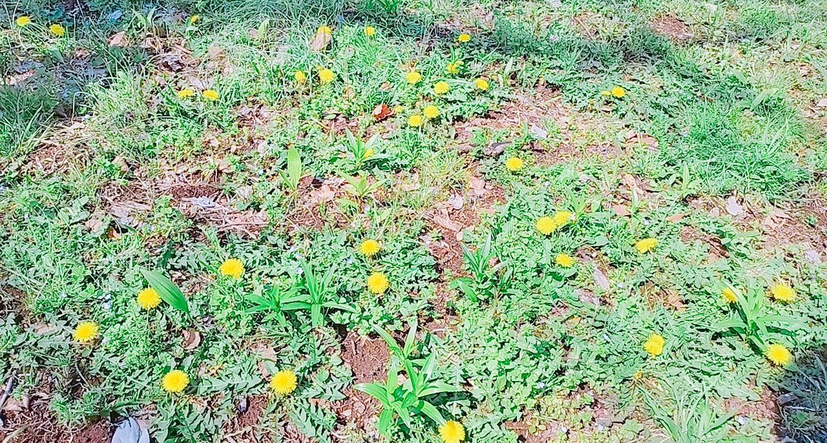 Sora🌾🐝 tweet media