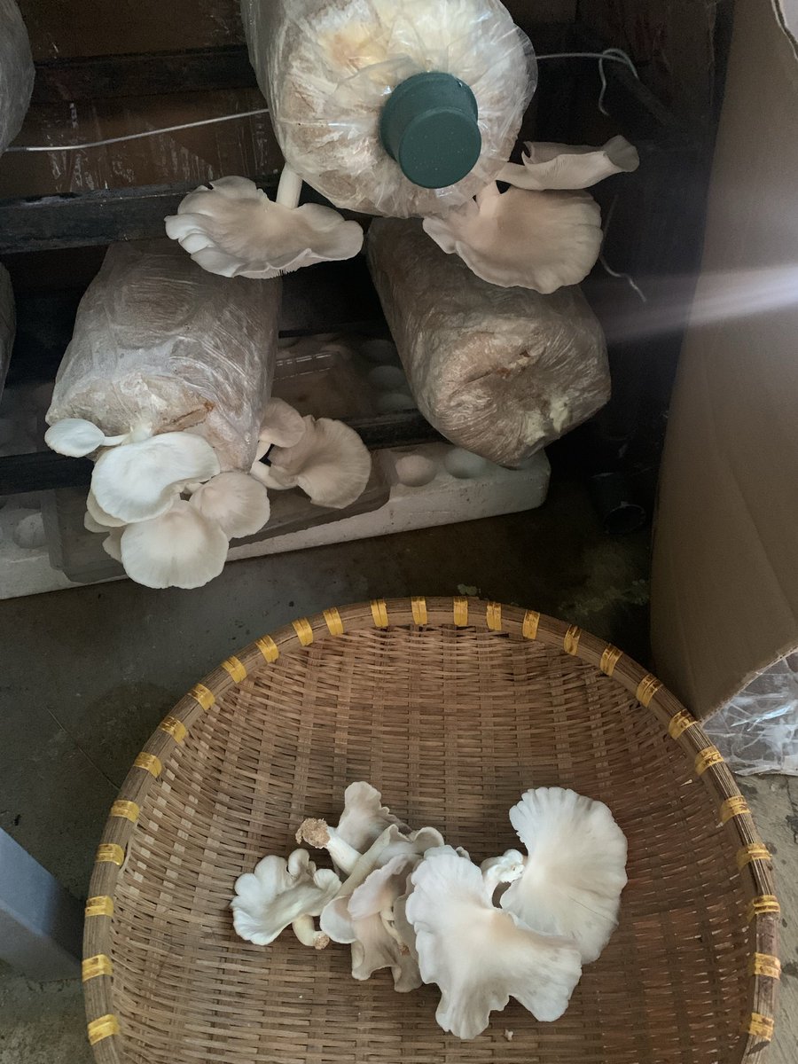 Tươi Đặng | Phoebe tweet media