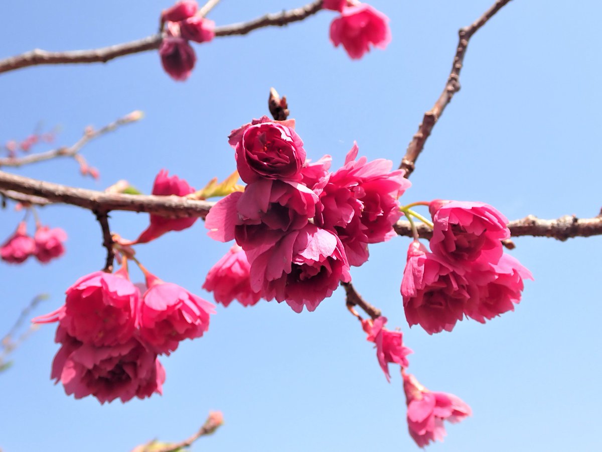 かわはく（埼玉県立 川の博物館） tweet media