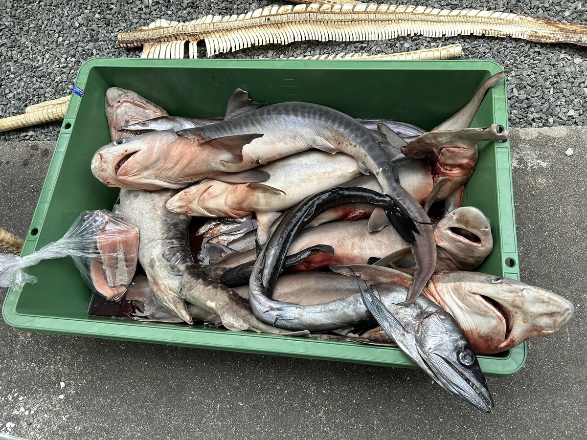 nao70shark tweet media