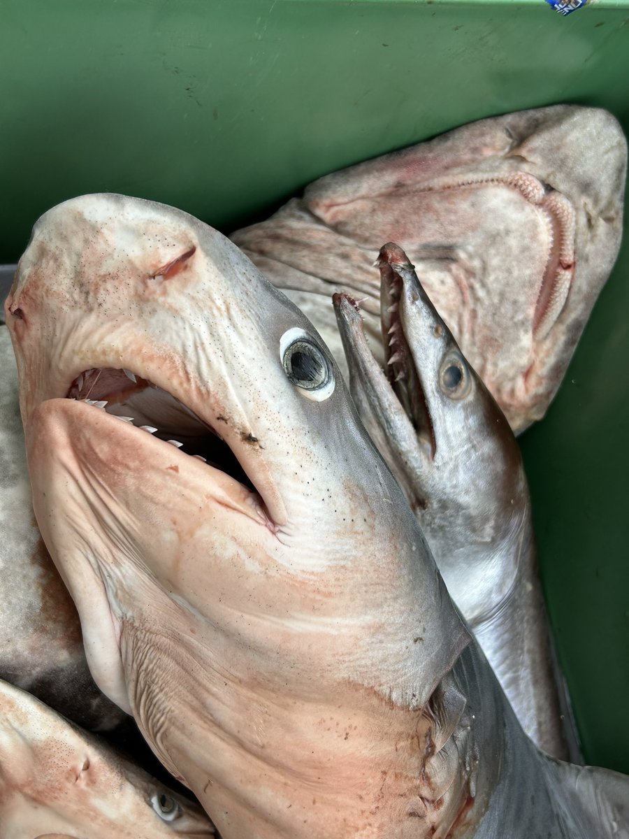 nao70shark tweet media