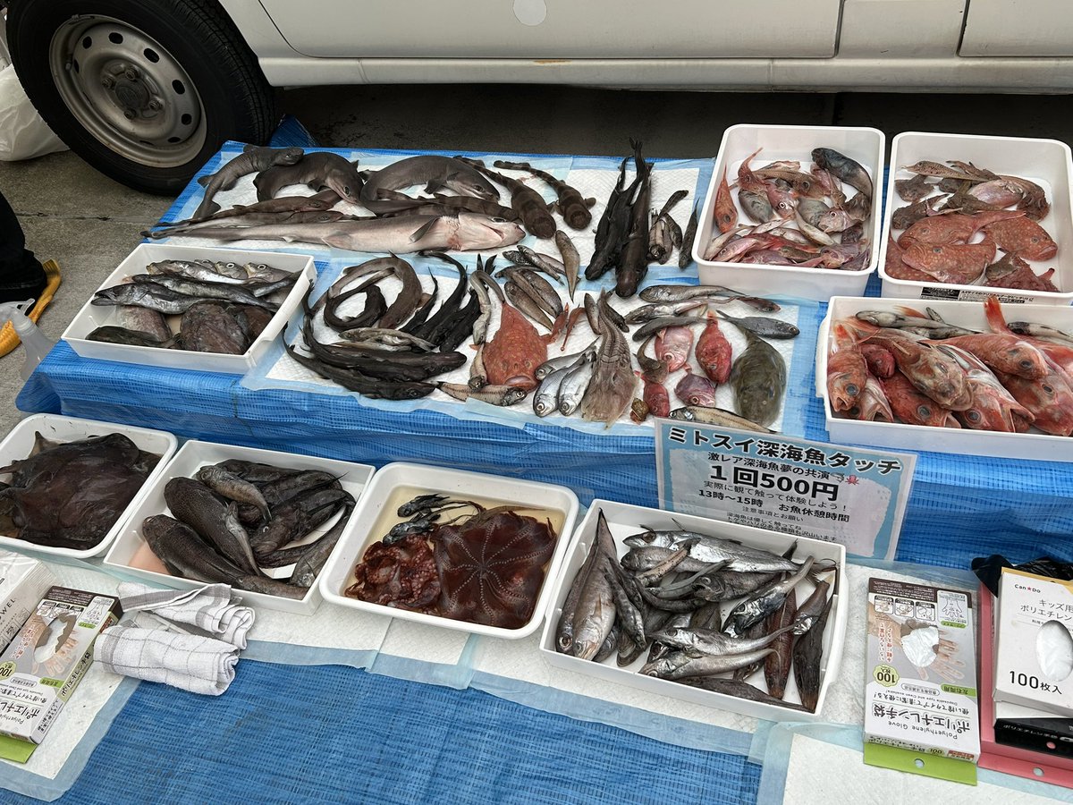 nao70shark tweet media