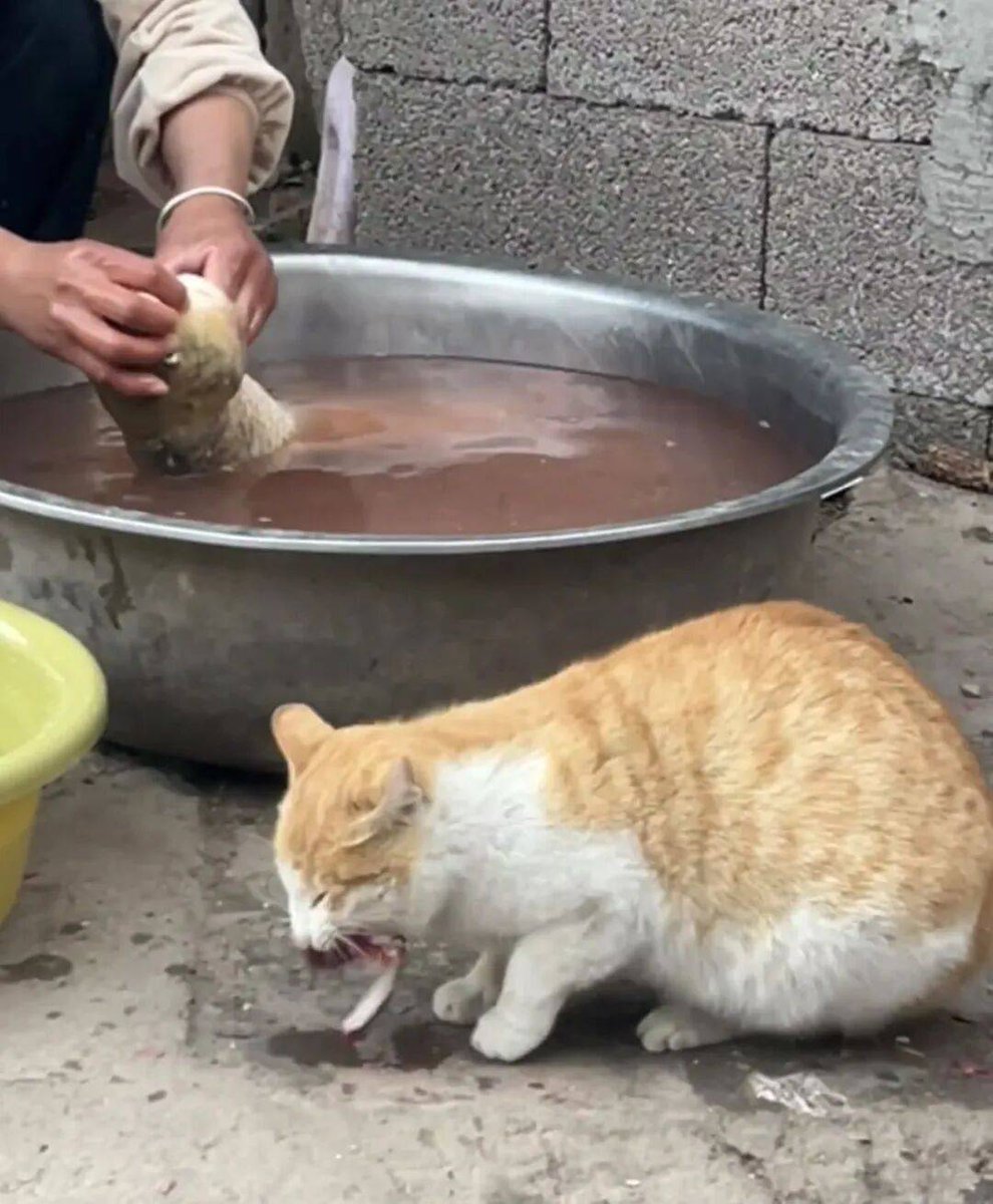 Nathan Buzzer Bee tweet media