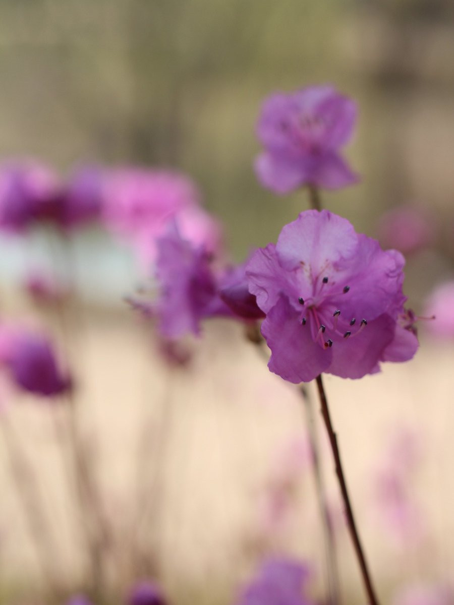 국립세종수목원 처돌이🕯 tweet media