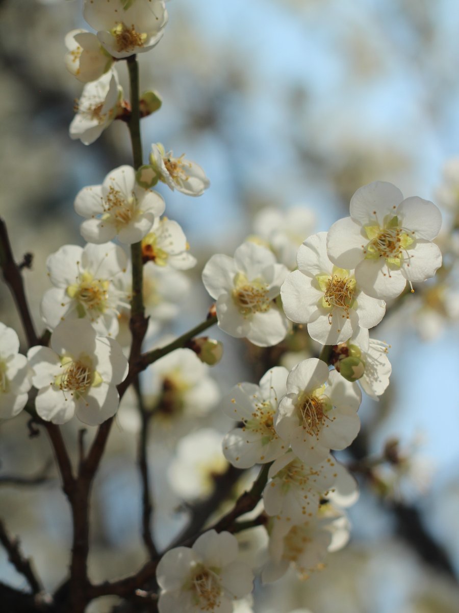 국립세종수목원 처돌이🕯 tweet media