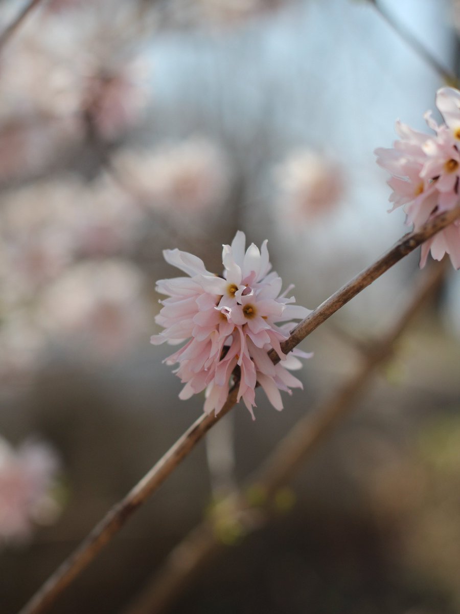 국립세종수목원 처돌이🕯 tweet media
