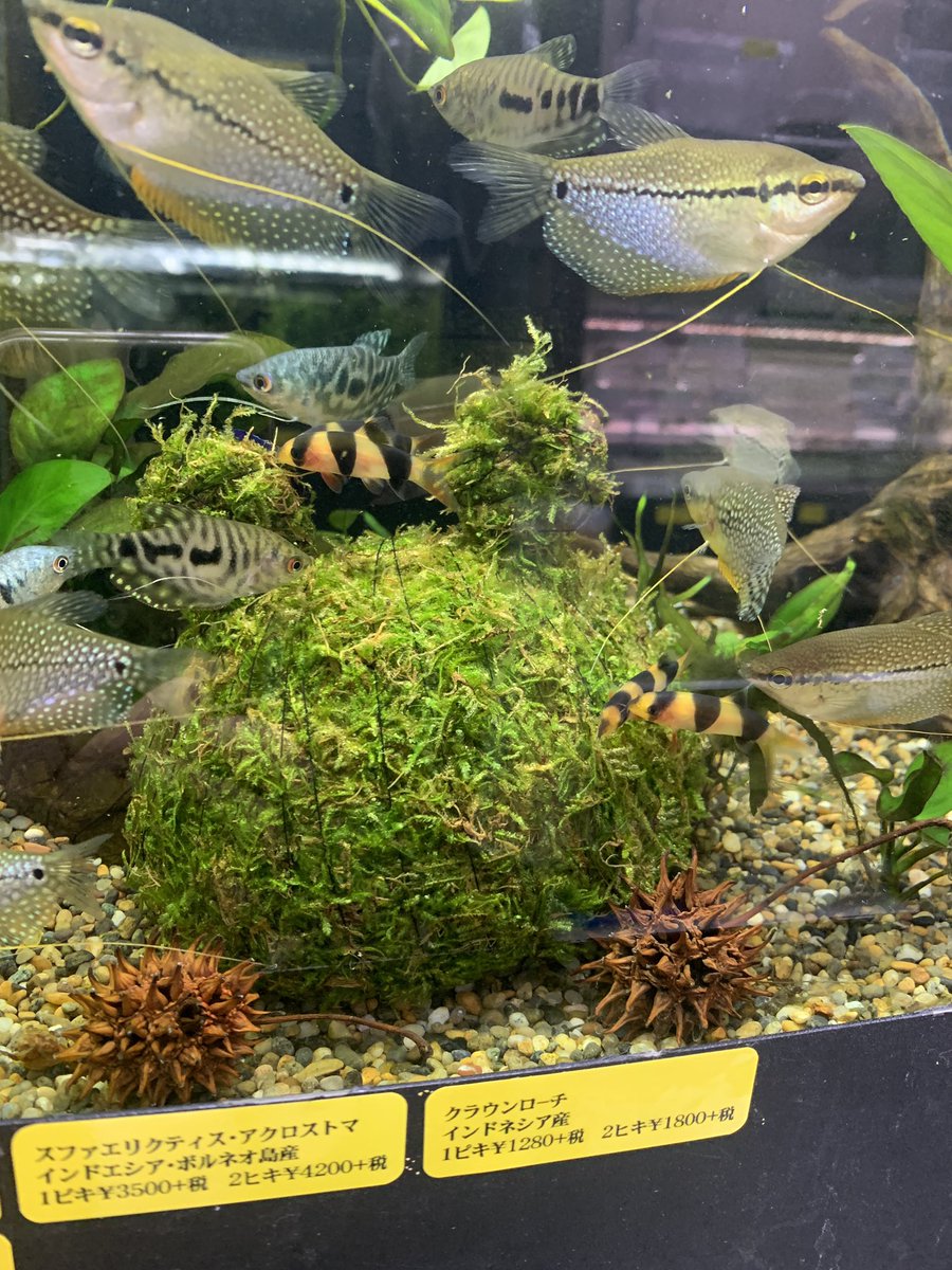 アクアリウム石垣 tweet media