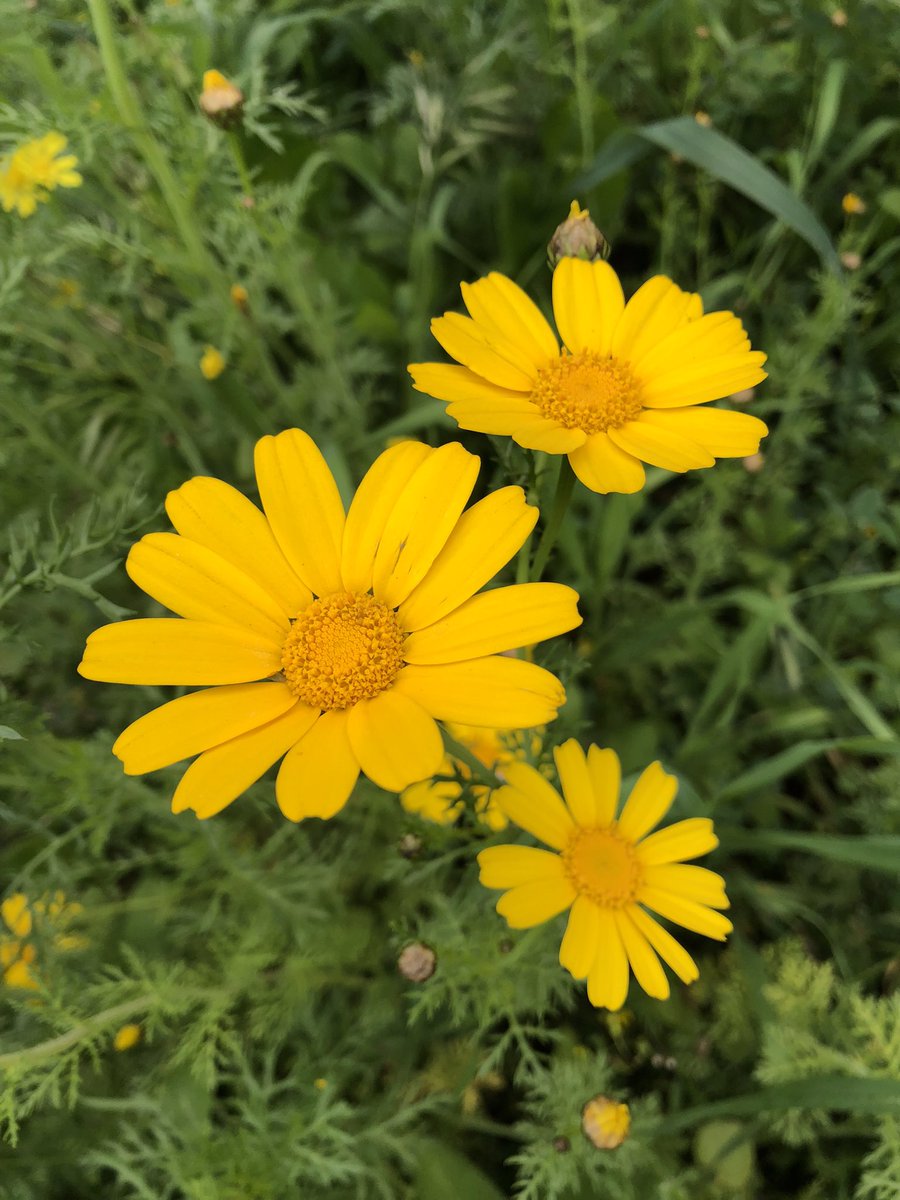 Marie Nassar tweet media