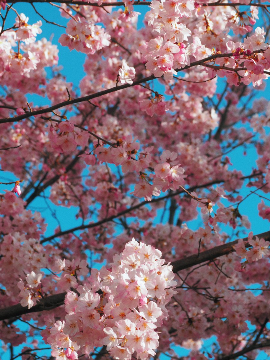 ᴍᴏᴏɴʟʏ tweet media