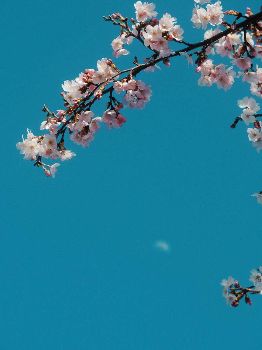 ᴍᴏᴏɴʟʏ tweet media