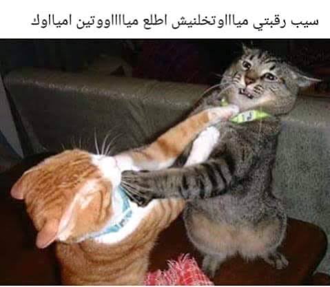 💫🍮 tweet media