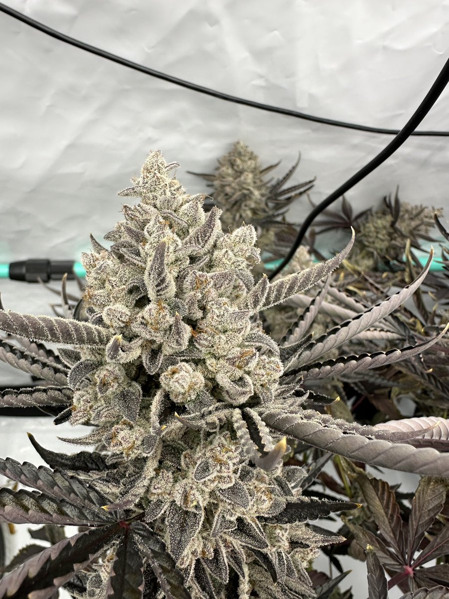 Justin🚀Time tweet media