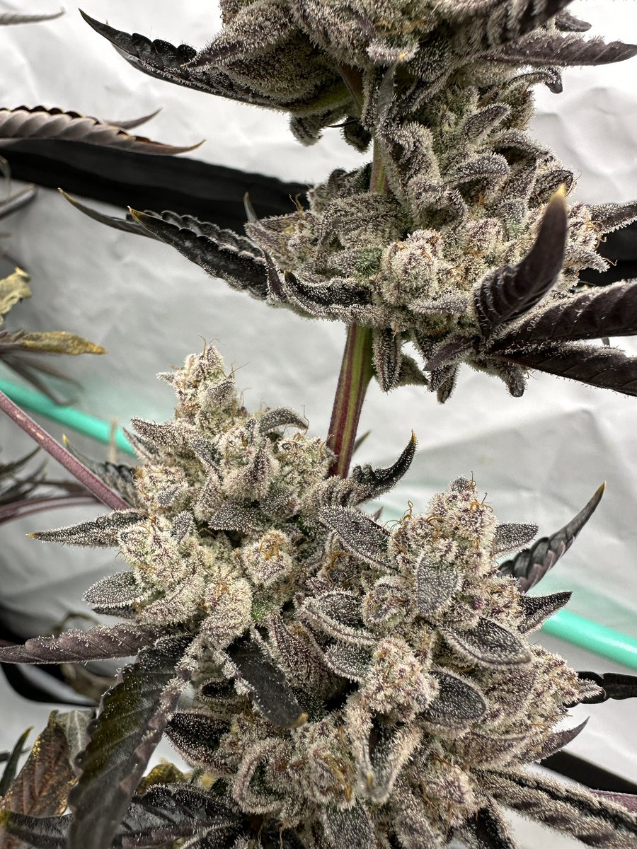 Justin🚀Time tweet media