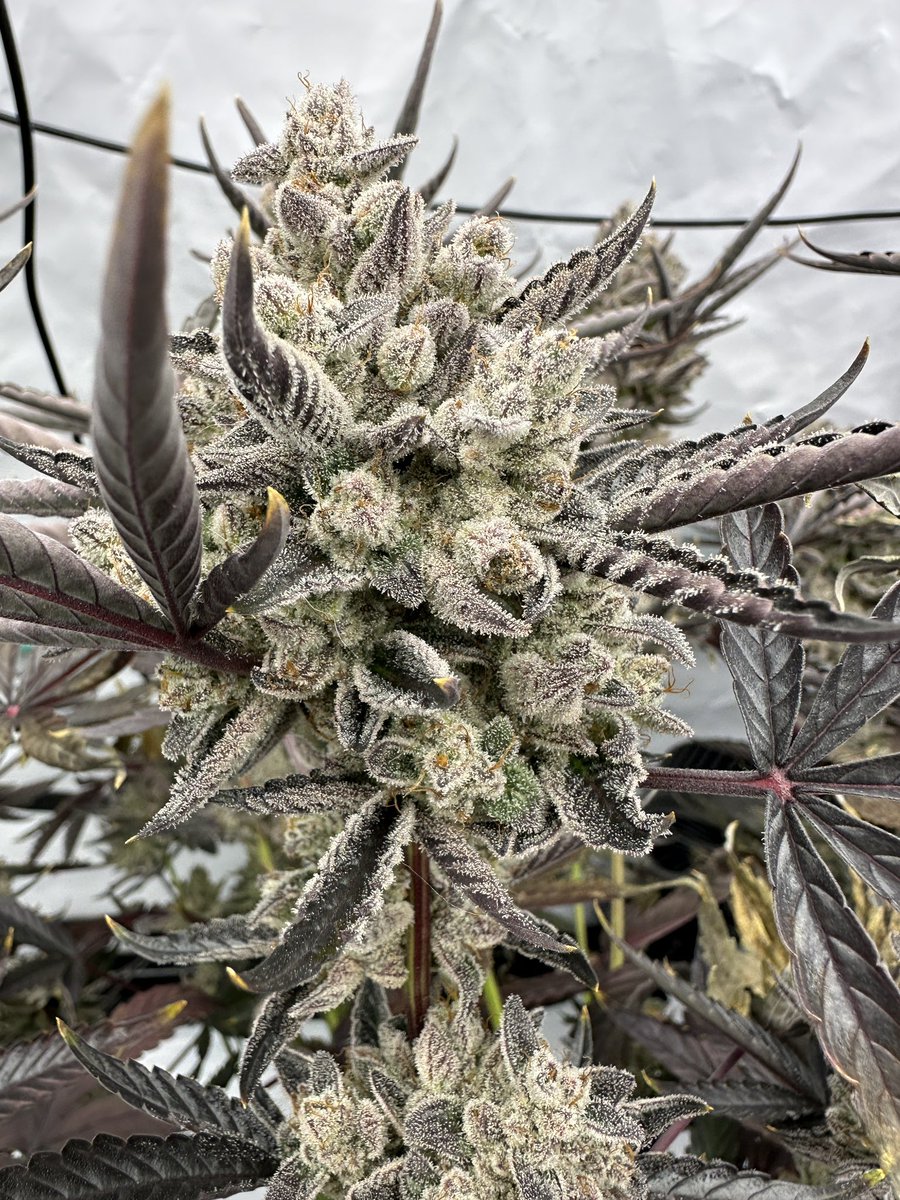 Justin🚀Time tweet media