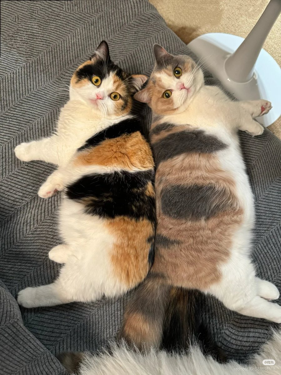 No Context Cats tweet media