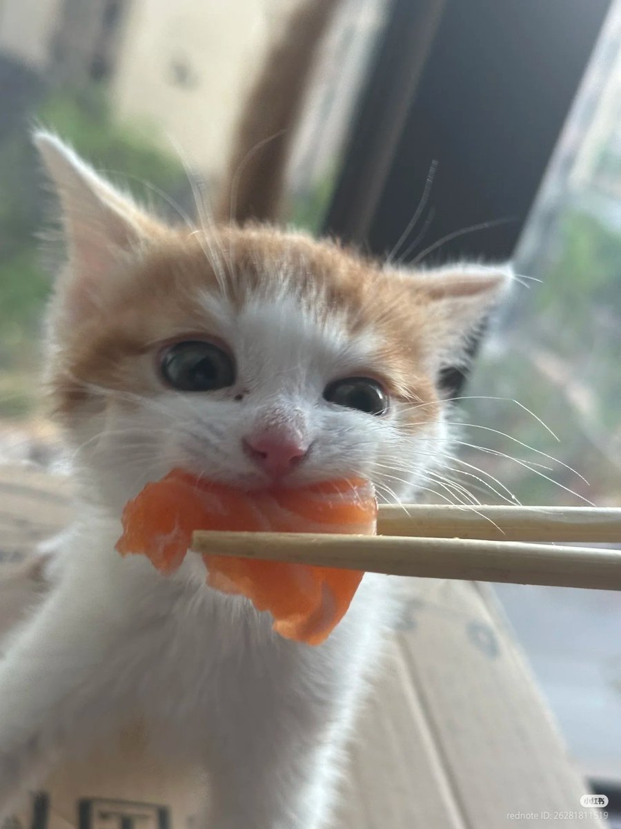 No Context Cats tweet media