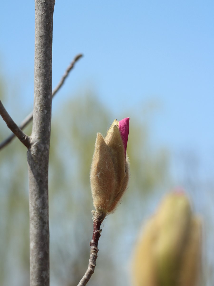 국립세종수목원 처돌이🕯 tweet media