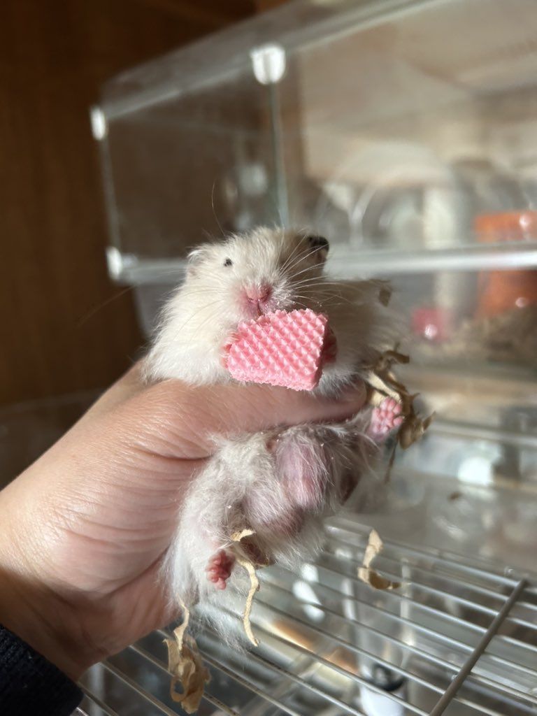 郡南蛮田 平平(ぐなんばんでん　へいぺい) tweet media