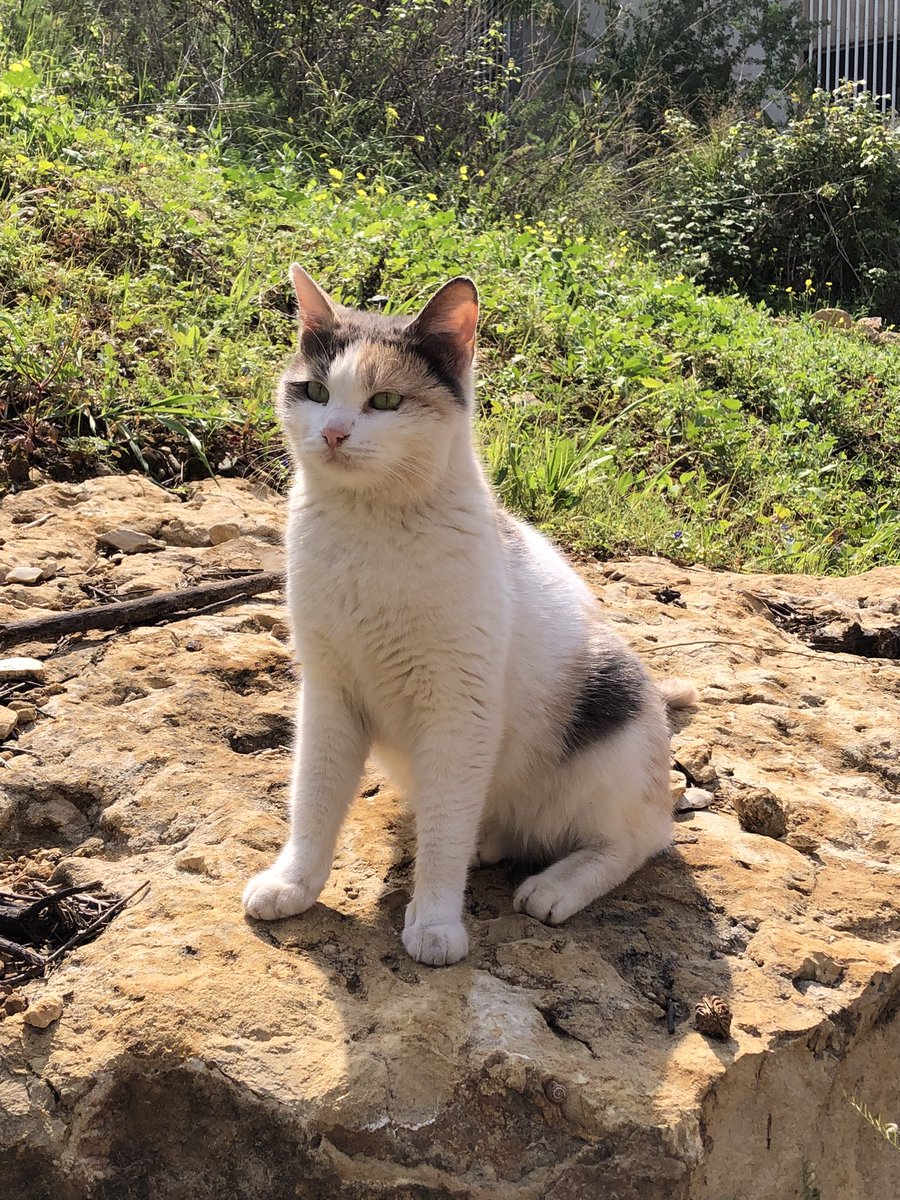 Marie Nassar3 tweet media