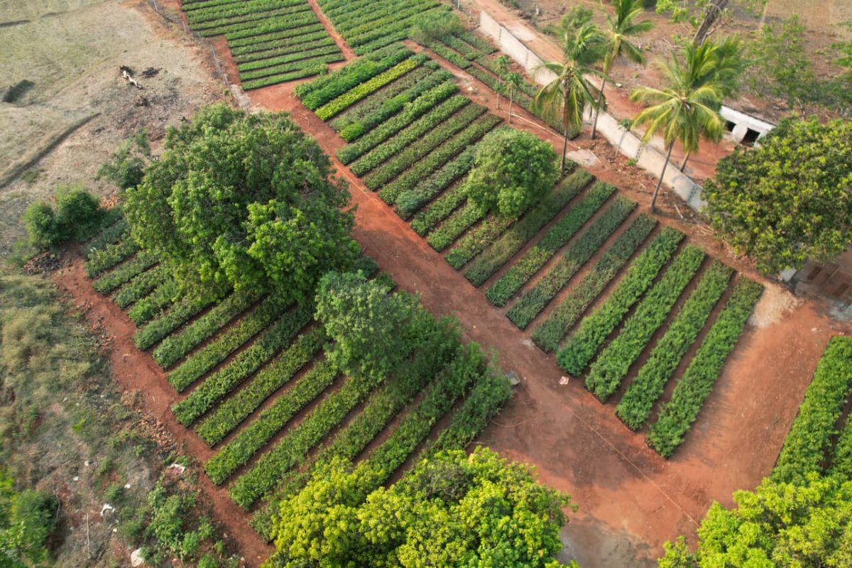DFO, Malkangiri (T) tweet media