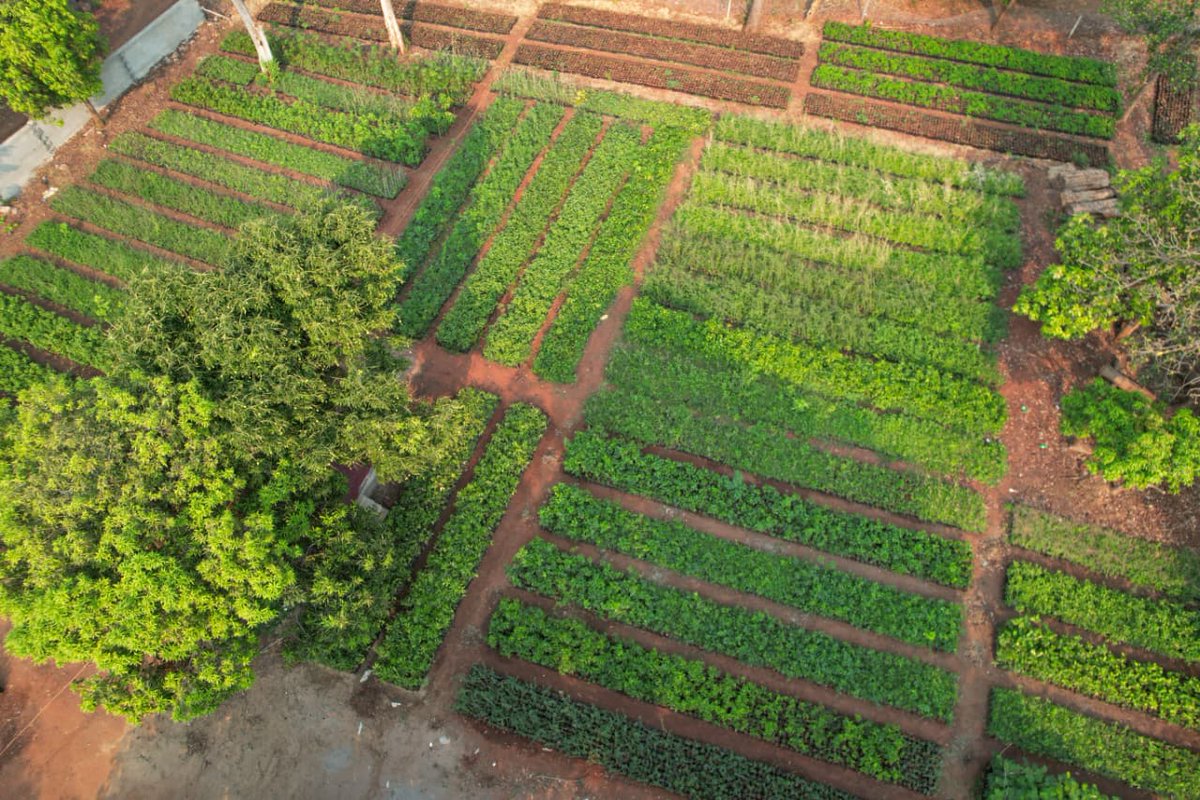 DFO, Malkangiri (T) tweet media