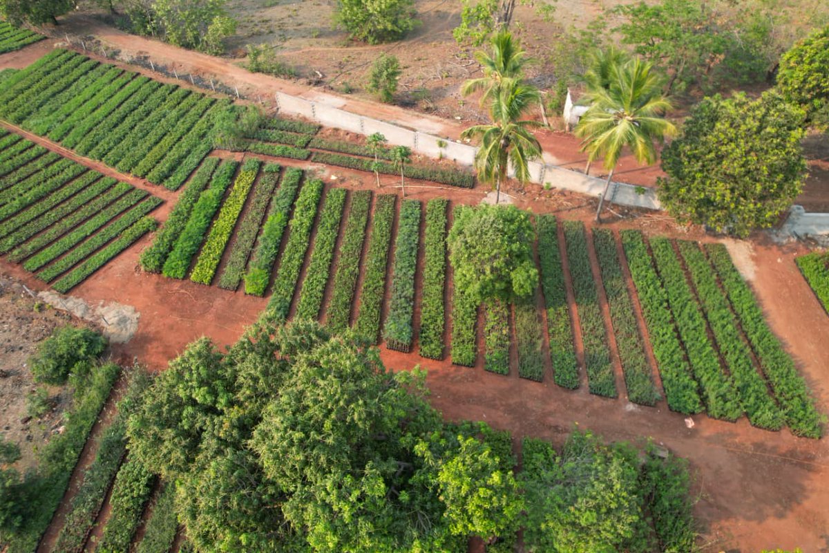 DFO, Malkangiri (T) tweet media