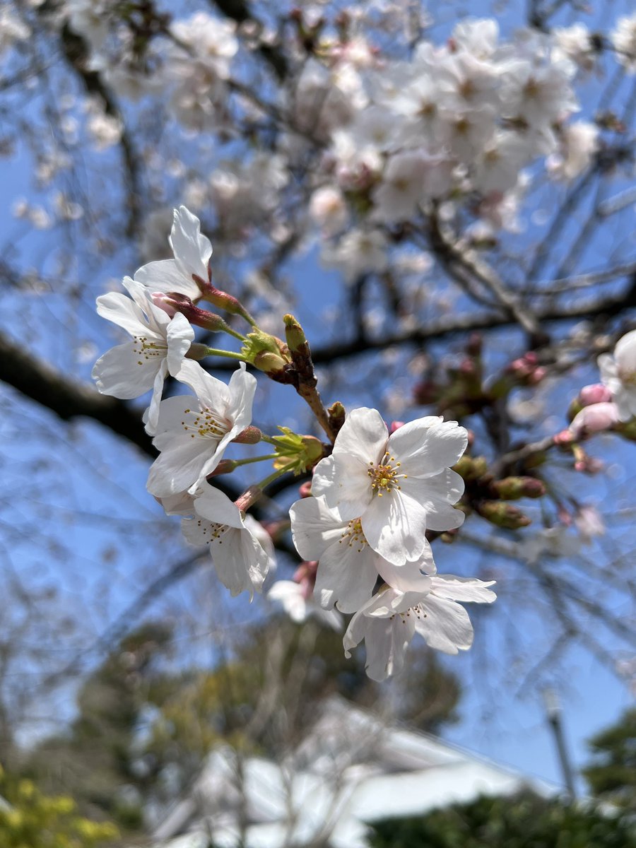 ねぴ。 tweet media