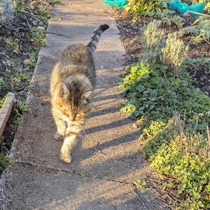 Robert Allotment cat,now helped by Janet & Amanda tweet media