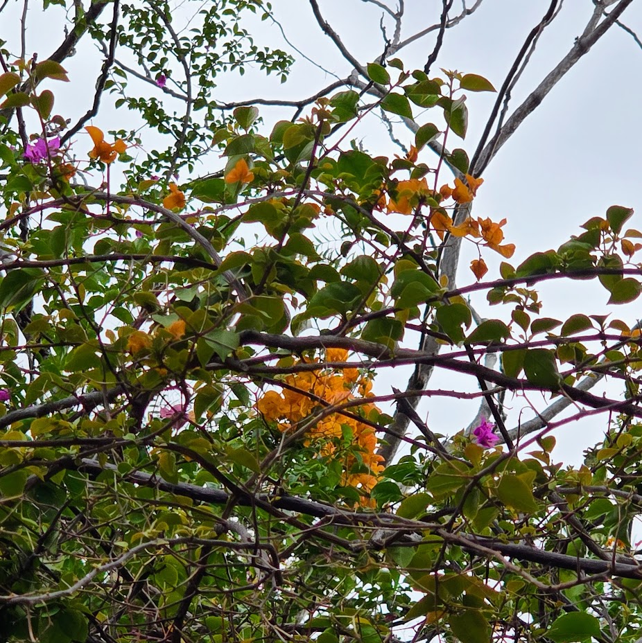 Ziad Abichaker tweet media